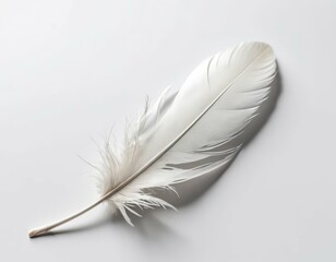 Obraz premium feather