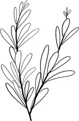 Hand drawn Flowers and Plants