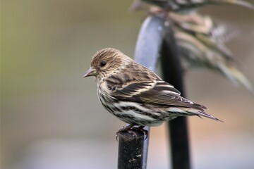 Pine Siskin