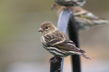 Pine Siskin