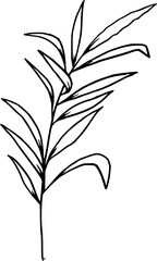 Hand drawn Flowers and Plants