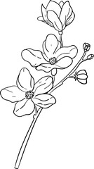 Hand drawn Flowers and plants