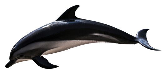 Obraz premium PNG A jumping black dolphin shadow animal mammal fish.
