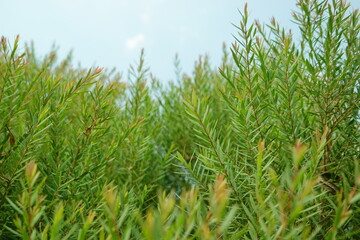 Melaleuca bracteata macro leaves small world