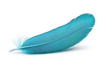 Single Teal Feather on White Background