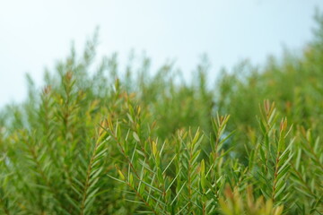 Melaleuca bracteata macro leaves small world