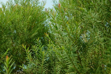 Melaleuca bracteata macro leaves small world