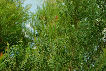 Melaleuca bracteata macro leaves small world