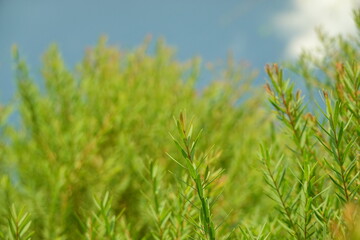 Melaleuca bracteata macro leaves small world