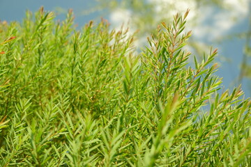 Melaleuca bracteata macro leaves small world