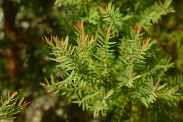 Melaleuca bracteata macro leaves small world