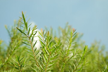 Melaleuca bracteata macro leaves small world