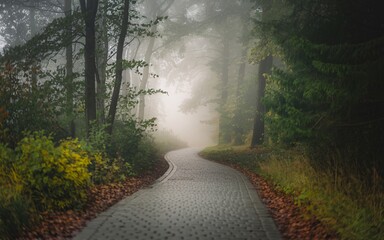 Fototapeta premium Fog in nature, Misty autumn path winding through a forest.