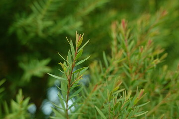 Melaleuca bracteata macro leaves small world