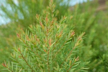 Melaleuca bracteata macro leaves small world