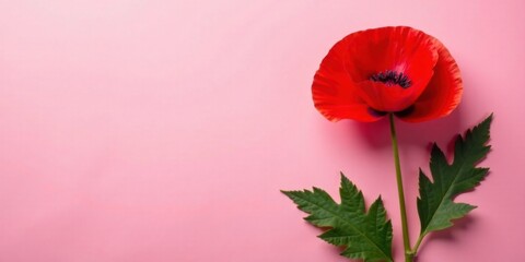 Obraz premium A vibrant red poppy blossom with lush green foliage elegantly arranged against a soft pink backdrop.