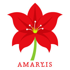 Amaryllis Head