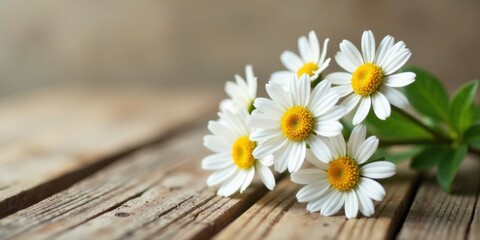 Obraz premium A delicate bouquet of white daisies rests on weathered wood planks, exhibiting the beauty of nature's simple elegance.