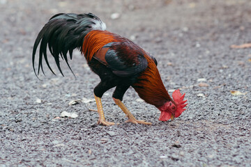 Bold and Beautiful Rooster