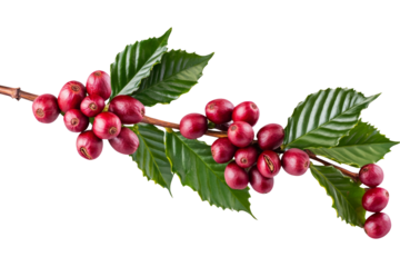 High-Quality PNG of Fresh Arabica Coffee beans ripening isolated on white background – High Resolution