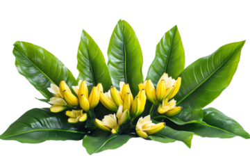 A vibrant display of banana plants, showcasing their broad green leaves and distinctive yellow bananas, creating a lush and tropical scene