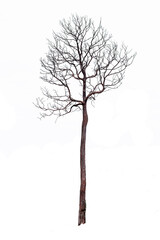 Old dead tree isolated on white background