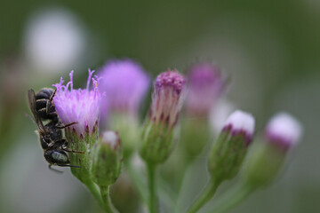 Bee on the flower.