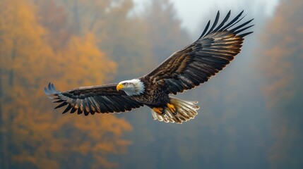 Fototapeta premium A majestic eagle soars through a misty landscape adorned with autumn foliage.
