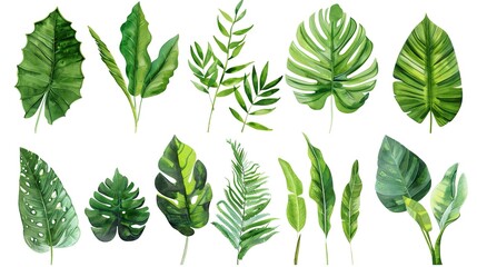 Tropical plant leaves lying gracefully on a clean white background. Showcasing the unique shapes and vibrant green hues of these tropical plant leaves, presenting their natural beauty vividly, which 