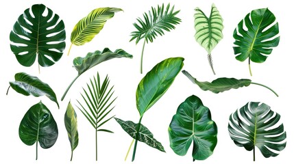 Tropical plant leaves lying gracefully on a clean white background. Showcasing the unique shapes and vibrant green hues of these tropical plant leaves, presenting their natural beauty vividly, which c