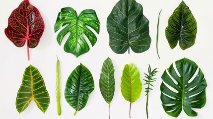 Tropical plant leaves gracefully positioned on a clean white background, Displaying their unique shapes and vibrant green hues, Ideal for adding a touch of exotic charm to various designs or projects.