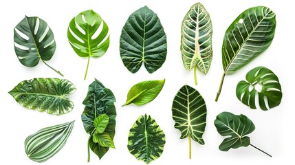 Fototapeta premium Tropical plant leaves gracefully positioned on a clean white background, Displaying their unique shapes and vibrant green hues, Ideal for adding a touch of exotic charm to various designs or projects.