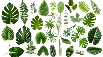 Tropical plant leaves gracefully positioned on a clean white background, Displaying their unique shapes and vibrant green hues, Ideal for adding a touch of exotic charm to various designs or projects.