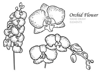 3. ORCHID FLOWER HAND DRAWN ELEMENT.eps