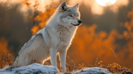 Obraz premium A majestic wolf stands on a rocky outcrop against a vibrant autumn backdrop.