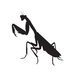 Fototapeta premium Black Praying Mantis Silhouette on White Background, Realistic Praying Mantis Shadow Image for Prints