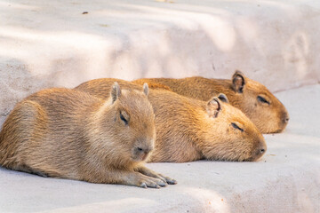 Three capybara in the park
