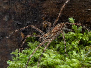 PA240508 juvenile lichen huntsman spider, Heteropoda boiei, side view, cECP 2024