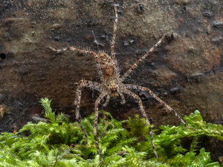 PA240506 juvenile lichen huntsman spider, Heteropoda boiei, dorsal view, cECP 2024