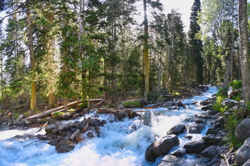 Rapids on the mountain river Ullu-Muruju in a pine forest, Karachay-Cherkessia Republic of Russia