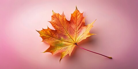 Fototapeta premium Elegant Falling Maple Leaf Silhouette Pink Background Bird's Eye View Photography