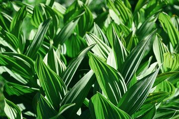 Close-up of wild hellebore leaves on a mountain slope