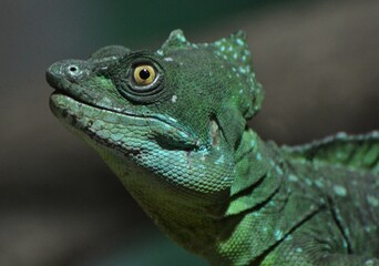 Obraz premium The Basilisk (Basiliscus basiliscus), a green lizard native to South and Central America