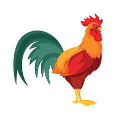 Adult rooster domestic farm bird