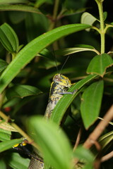 Grasshoppers are fascinating insects known for their powerful hind legs, which allow them to make long, dramatic jumps.  