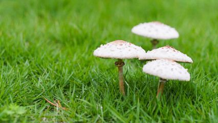 Cluster of Mushrooms. Three white mushrooms with textured caps stand amidst vibrant green grass, evoking a serene natural setting.