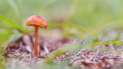 Solitary Mushroom. A single orange-capped mushroom rises from the earthy ground, surrounded by soft-focus greenery, creating a tranquil natural composition.