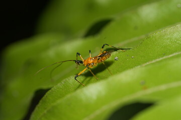 Cosmolestes picticeps is a striking assassin bug species in the Reduviidae family, known for its predatory behavior and distinctive head and body coloration. 