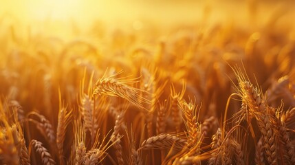 Golden Wheat Field at Sunset