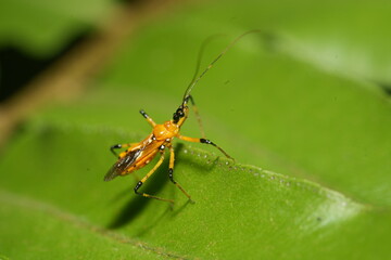 Cosmolestes picticeps is an insect, specifically a species of assassin bug belonging to the family Reduviidae.
